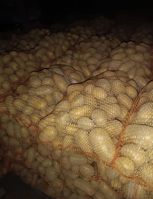 Ziemniaki małego kalibru