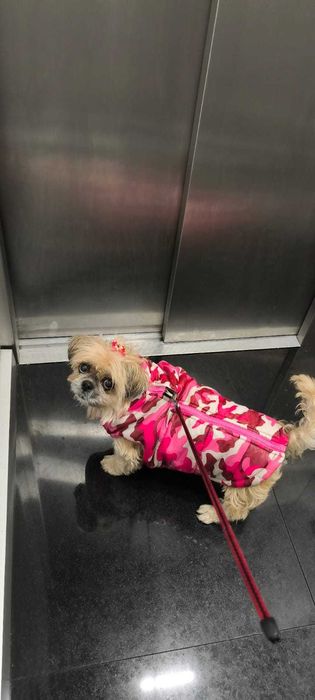 Pet Sitting Profissional – Cuidados e Carinho ao Domicílio