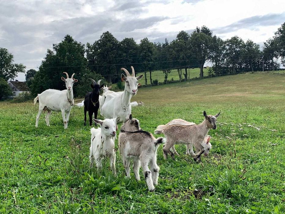 Sprzedam kózki i kozy mleczne