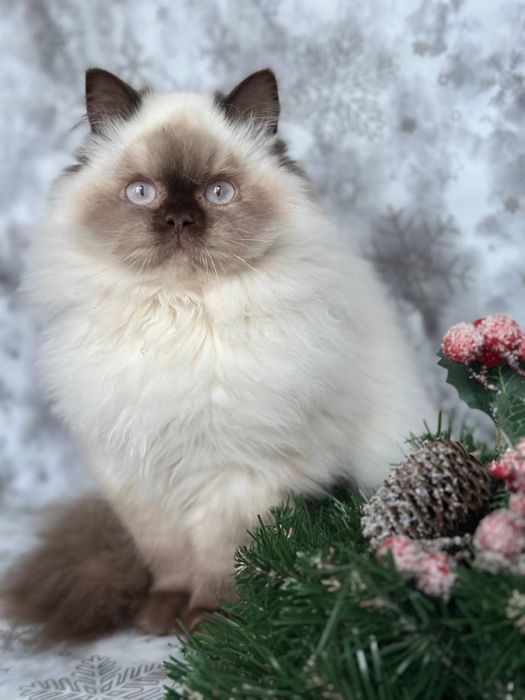 Шоколадные Зайцы !