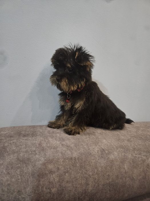 Sunia york z Rodowodem do odbioru