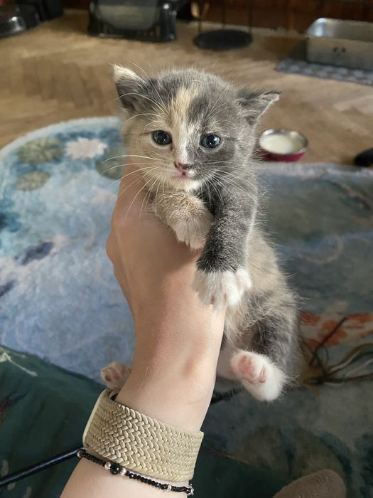 Котенята. Котики. Кішечки