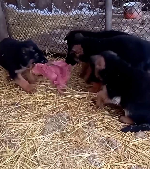 Шикарные щенки .