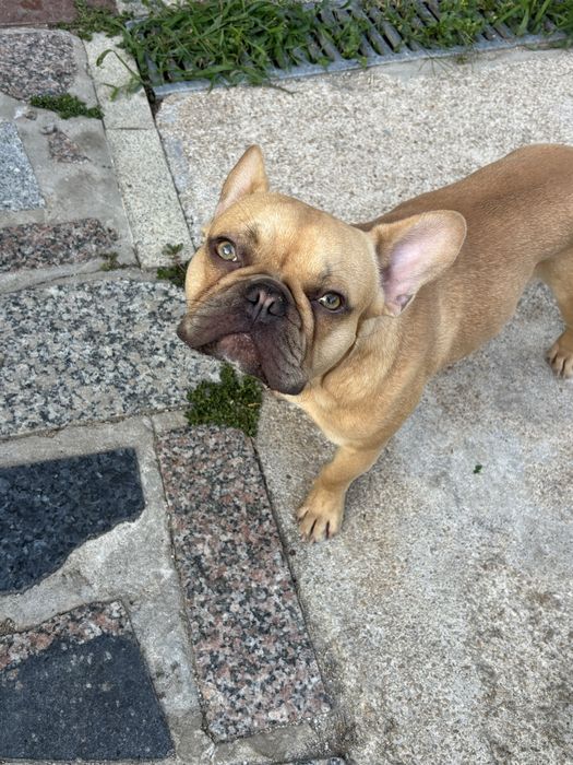 Bullgod frances top 10 meses