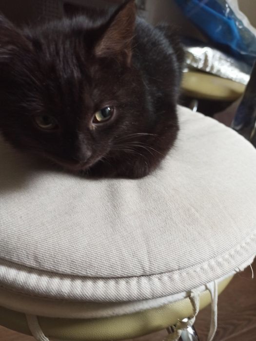 Отдам в добрые руки 1 кошечку