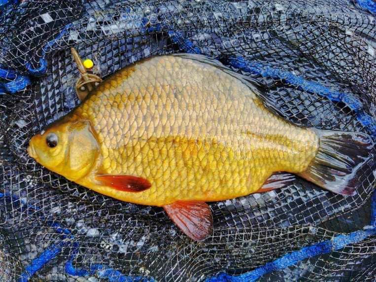Narybek i kroczek. Karp, lin, karaś