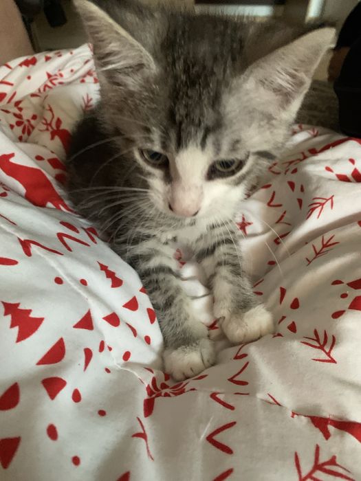 Młode kotki sztuk 4