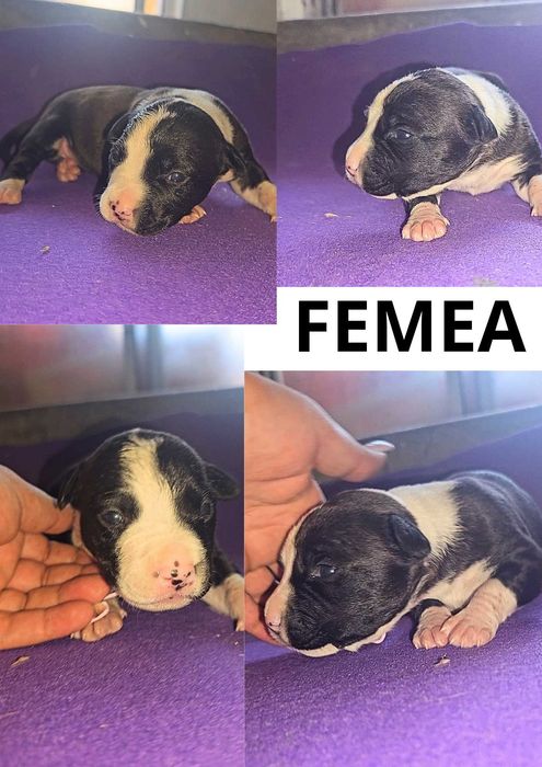 Procurao nova familia