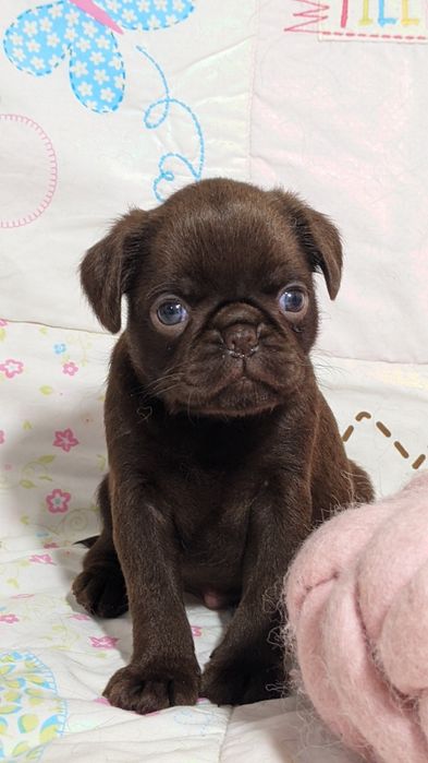 Пті брабансон, грифон дівчинка