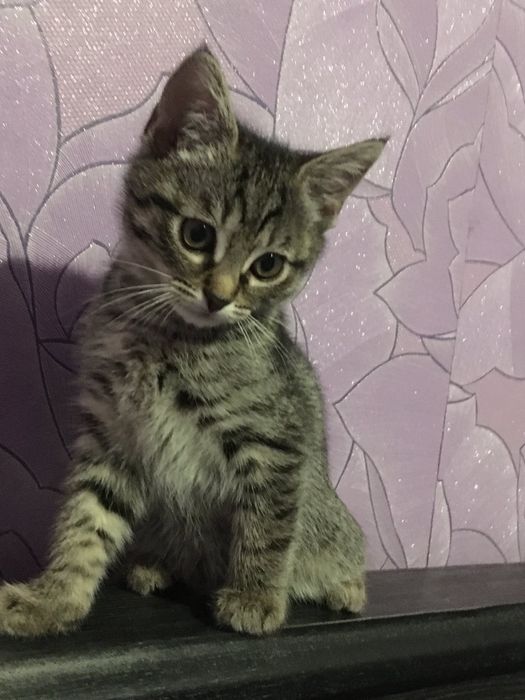 Віддам в добрі руки кошеня