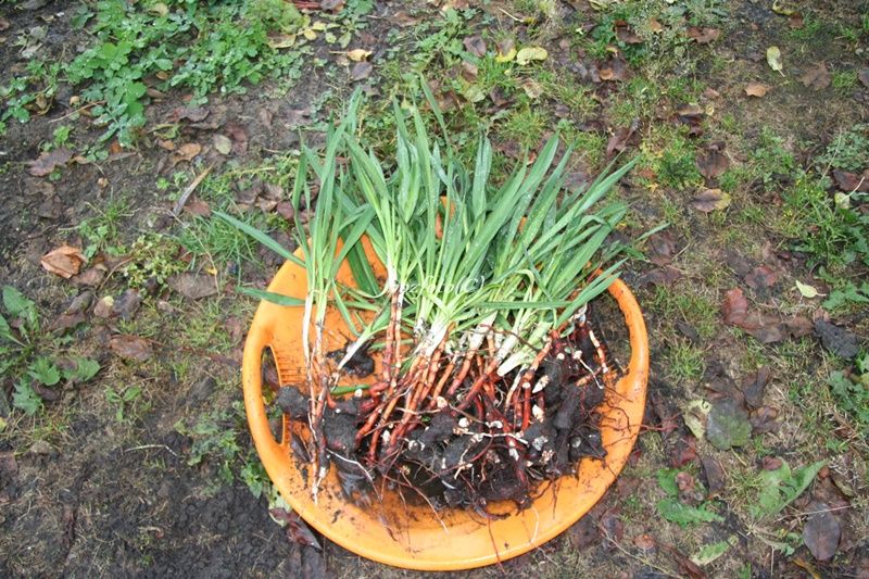 Sprzedam byliny do ogrodu 10szt