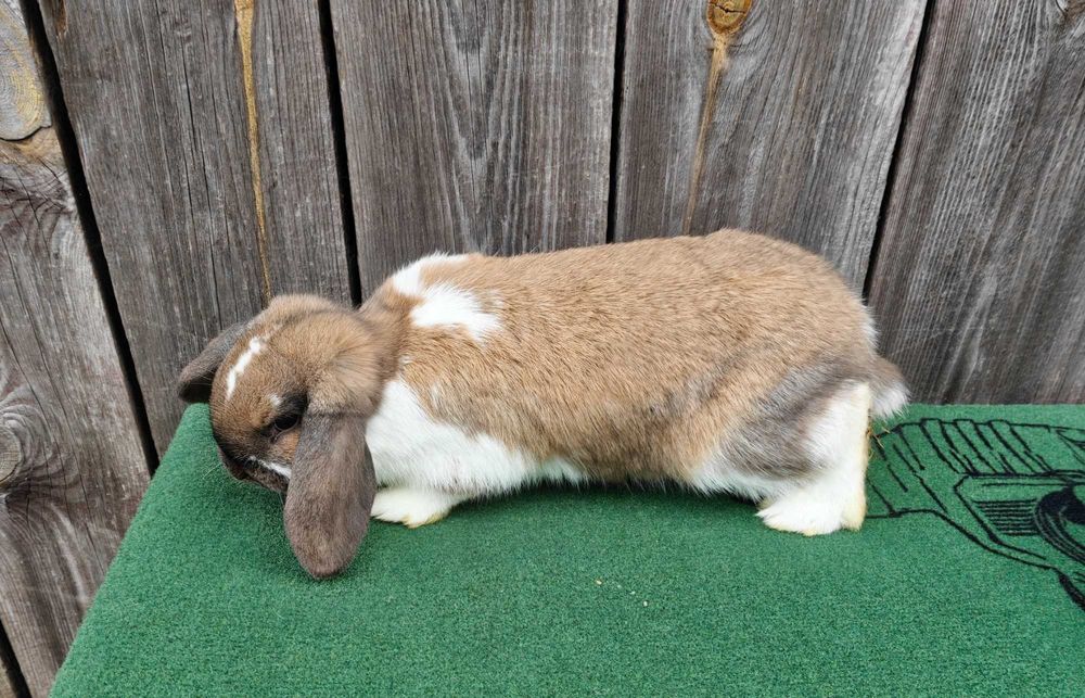 Barany Karzełki Madagaskarowe