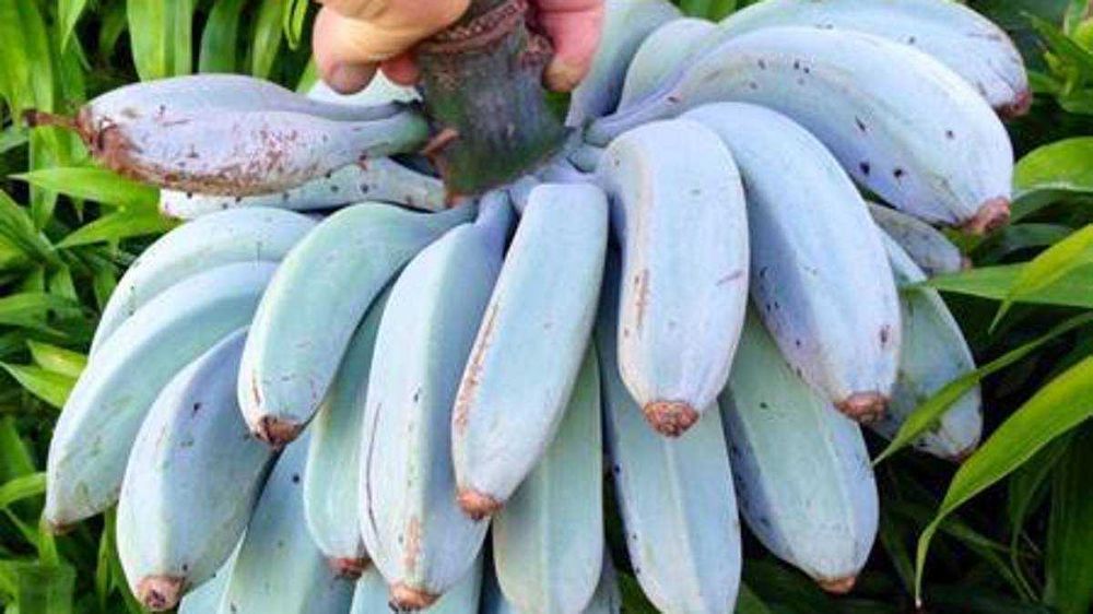 NOVIDADE a famosa BANANEIRA AZUL Apenas envios