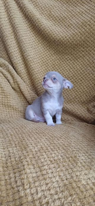Szczeniaki chihuahua