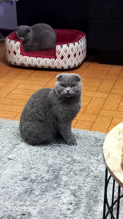 Femea scottish fold blue