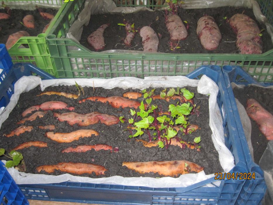 Батат маточные клубни 20 грн    рассада 10грн