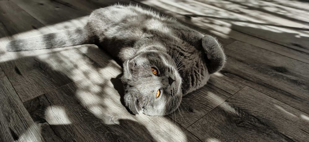 В'язка. Котик шукає кішечку