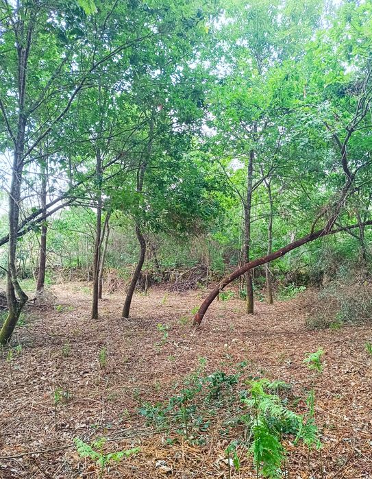 Limpeza de terrenos - Proteja a sua casa e terrenos de incêndios rurais e evite coimas