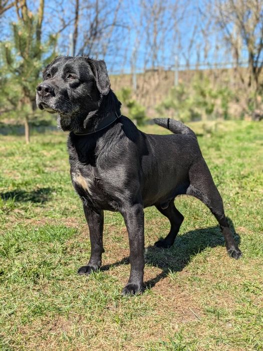 Syriusz - czarny Labrador do adopcji!