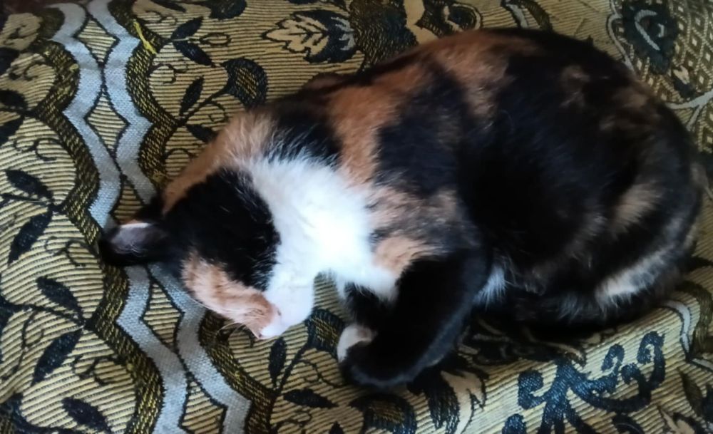 Кішка Муся стерилізована 3 роки в квартиру Відповідальна родина