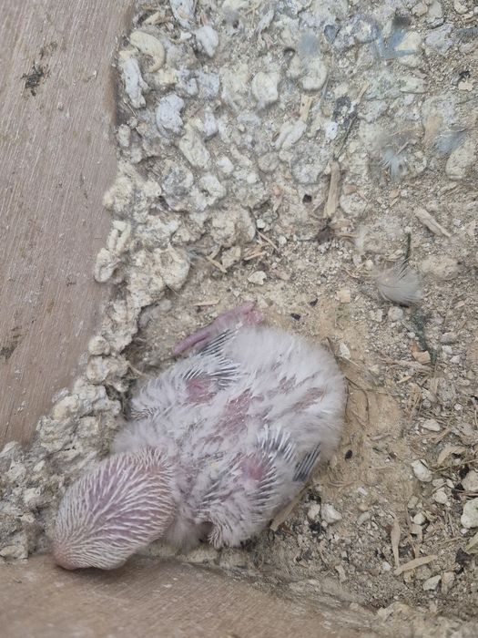 Agapornis rosicollis  bebés