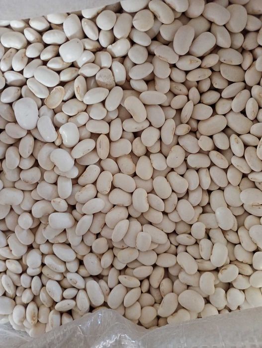 Fasola mały jaś 14 zł kg