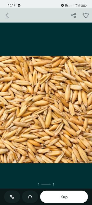 Owies sprzedam ze zbioru 2025