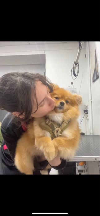 Грумінг. Стрижка собак. Шукаємо модель на грумінг.