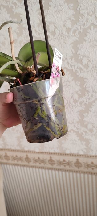 Орхідеї з кашпо колір невідомий