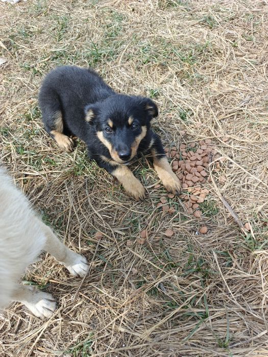 Цуценят в добрі руки. Шанс на життя