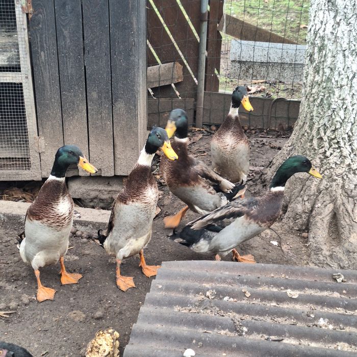 Kaczory biegus biegusy