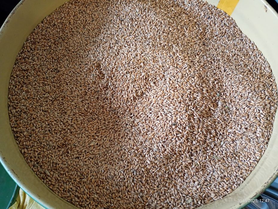 Pszenżyto ozime na sprzedaż