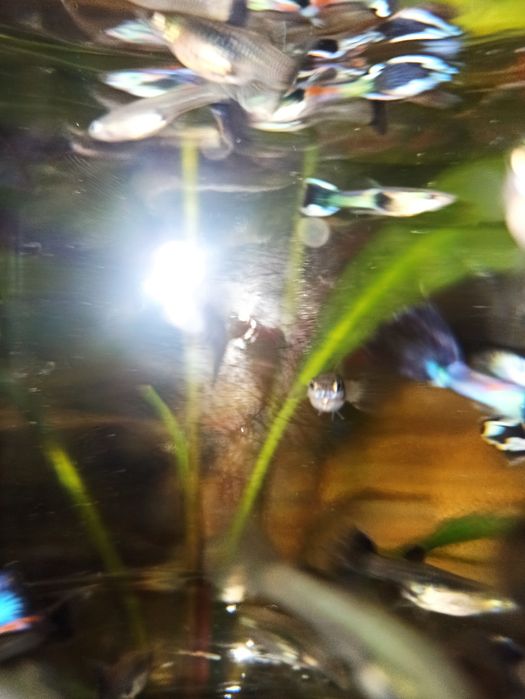 Gupiki śliczne dorosłe