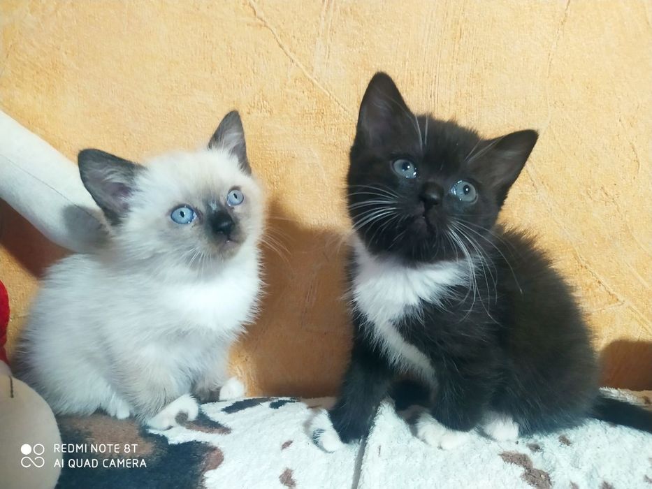 Продаються гарні кицьки. Балінез(мама), британець(тато).