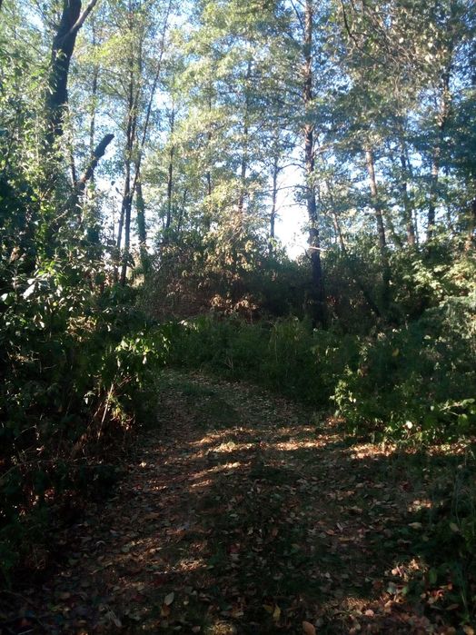 Ділянка 15 сот Ходосіївка - View 3