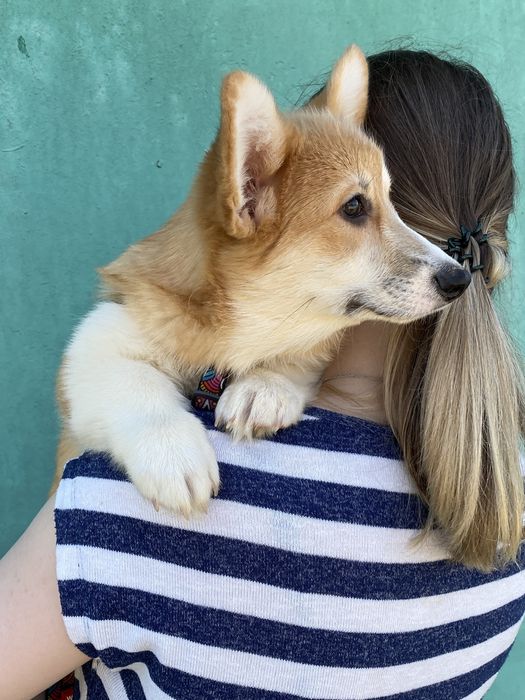 Вельш-корги пемброк (девочки и мальчики)