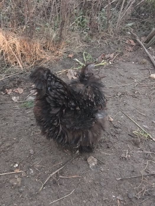 Silki, kury ozdobne,  sileczki, silka, wyandotte,  jersey giant