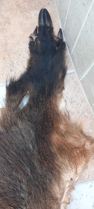 Skóra z dzika 2020 r.