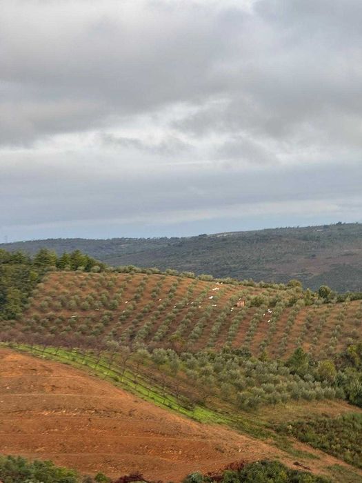 Garrafão 5 litros Azeite extravirgem autentico
