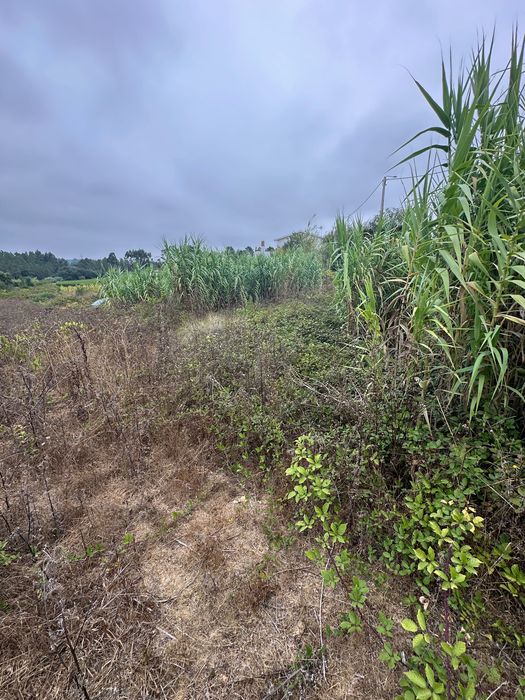 Terreno a venda em mogofores