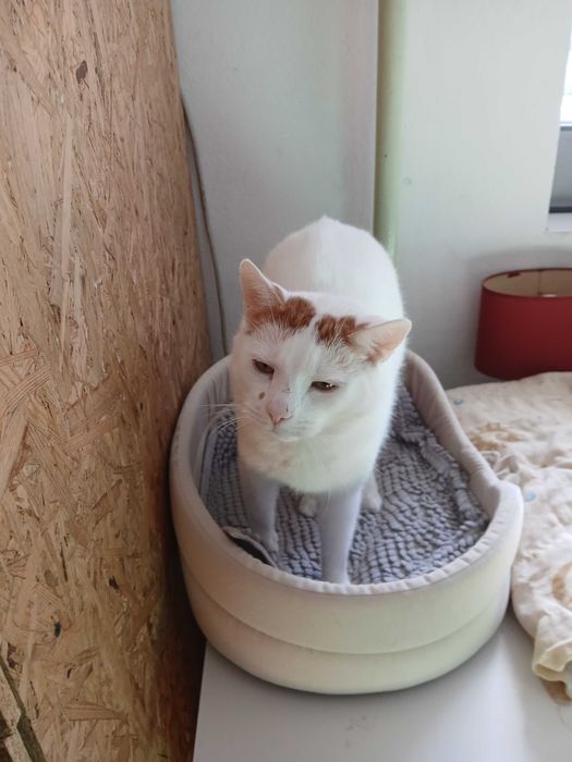 Kotek do adopcji