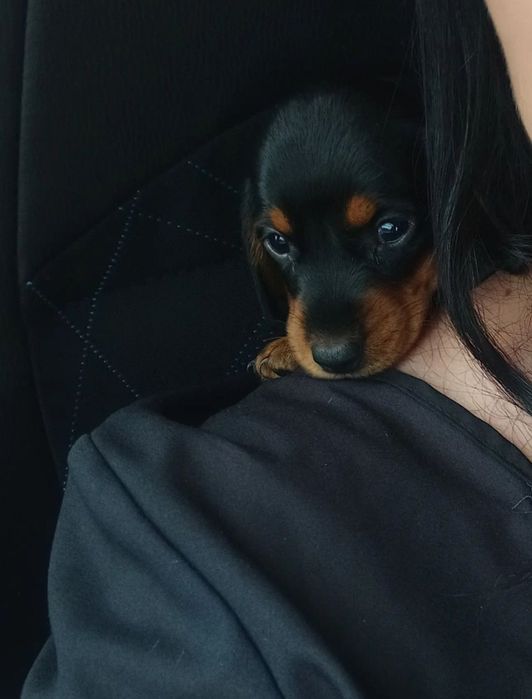 Карликові таксята