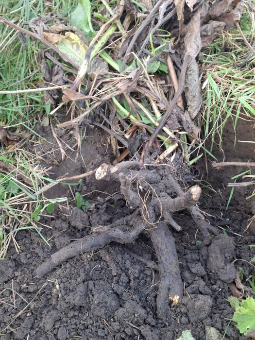 Żywokost korzeń świeżo zebrany