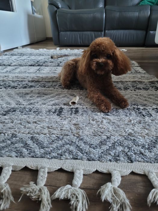 MALTIPOO  MINI  pudel toy #maltanczyk