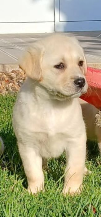 Labrador Retriever com Lop