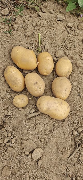 Ameixas e batatas
