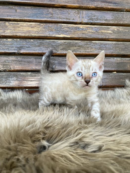 Бенгальські котики