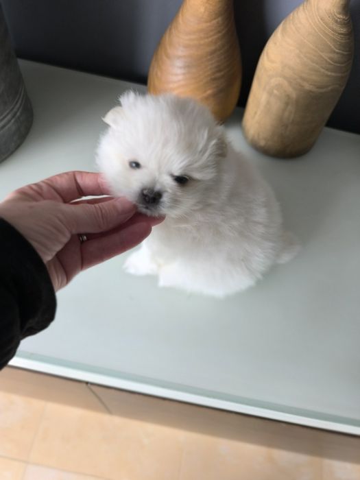 Spitz anão. Lulu da Pomerânia. Perfeito