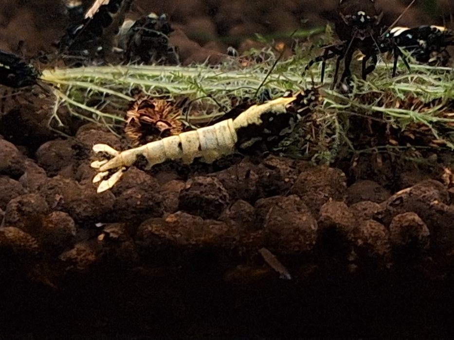 Akwarium z krewetkami Galaxy