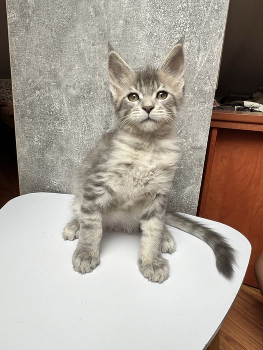 Kocurek Maine Coon